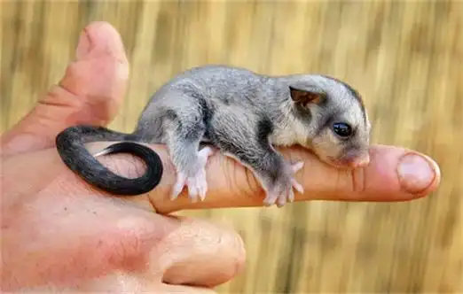 蜜袋鼯夏天怎么养