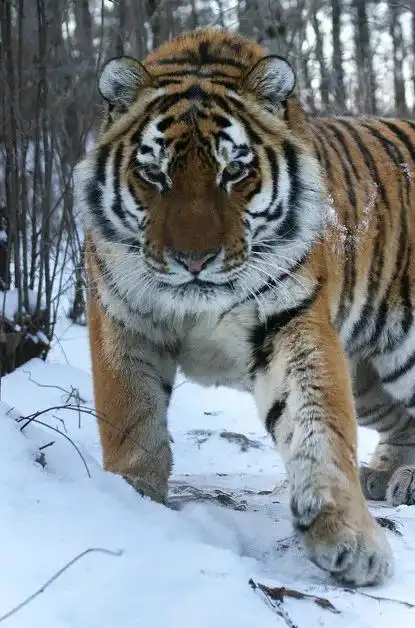 胆儿真肥,一男子路遇老虎不仅不跑,反而与之对瞪,竟将老虎吓跑