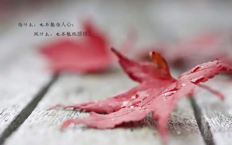 树叶黄了人心凉了带字图片,高清壁纸图片,非主流-回车桌面