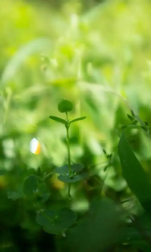 新浪黑龙江>健康频道>健康资讯>正文550_916竖版 竖屏