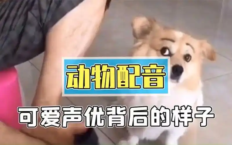 可爱的灵魂有多么离谱的声音,当搞笑女给动物配音!