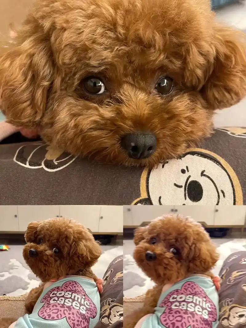 性格脾气超级好怎么rua都不会生气#泰迪 #狗狗日常 #可爱泰迪狗狗 #养