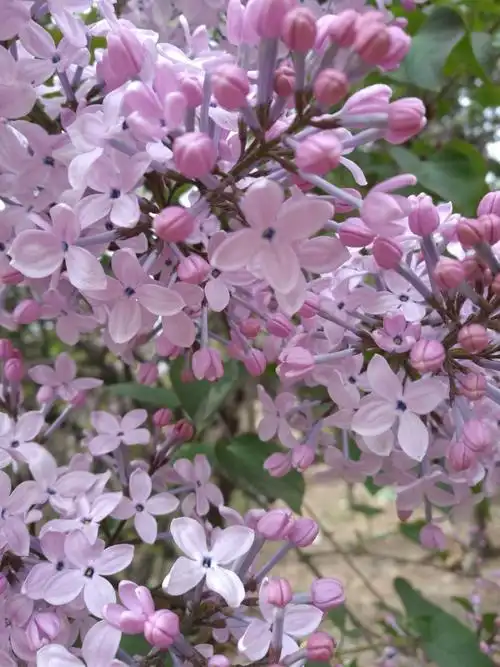 小小丁香花,从不单朵开,一团团一簇簇,绽放于枝头!