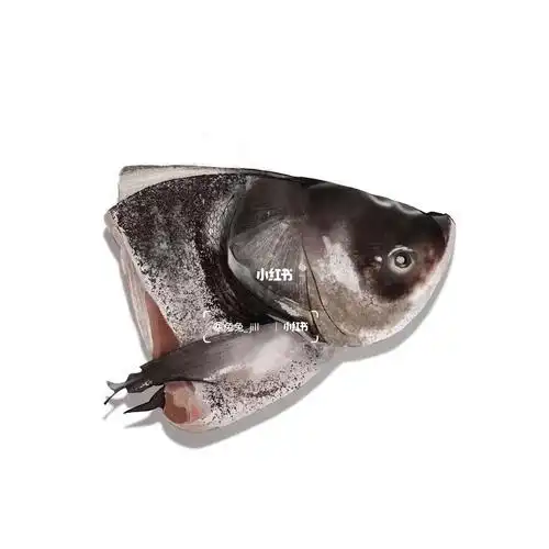 第16天|100天手绘打卡|鱼头写生