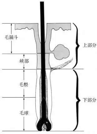 图1-12 基于形态学及生物学上的毛囊亚结构图1-13 毛囊的生长周期a.