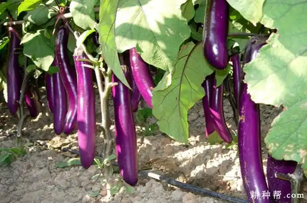【茄子品种】农丰长茄品种好吗?_图片_耕种帮种植网