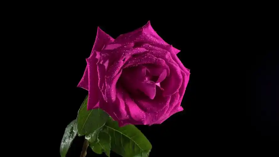 真彩色hdr 8k 60fps杜比视觉