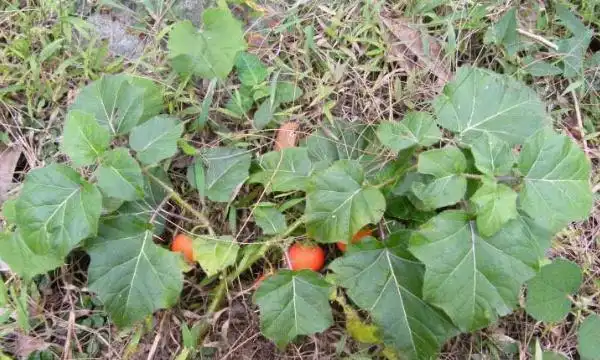 农村常见的牛茄子有什么用?