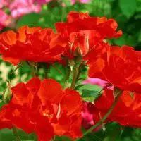 蔷薇花女性微信头像点击鼠标右键下载