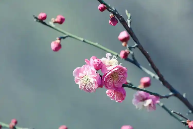 一朵梅花开心间