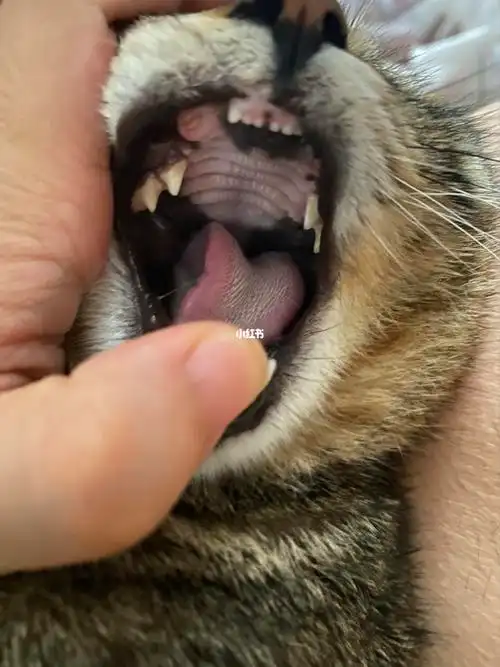 我可能是比较少见那么黏人的小猫咪,心动极啦,当时就想绑架回家.