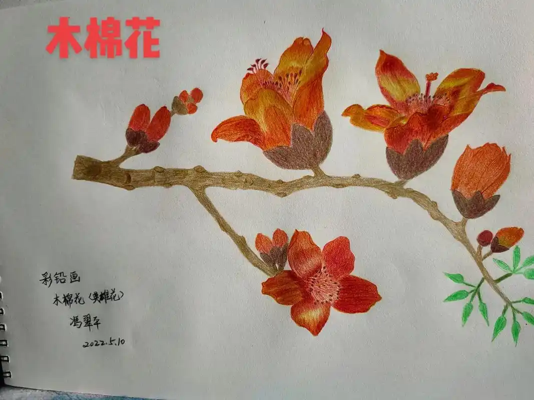 彩铅画 #木棉花又说英雄花! - 抖音