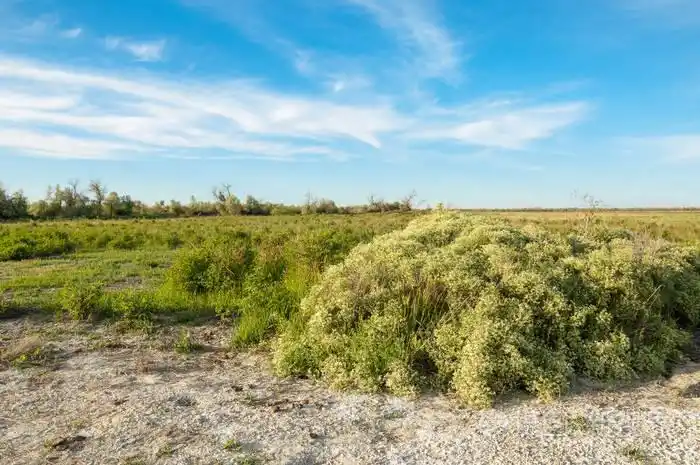 草原盐渍土. 盐中的盐水. 草原草原蔬菜. 沙漠盐湖的盐渍土.