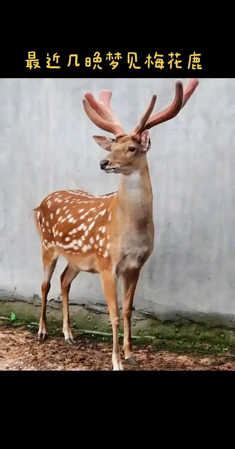 周公解梦:梅花鹿!