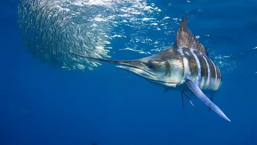 剑鱼将其"剑"当作餐刀使用