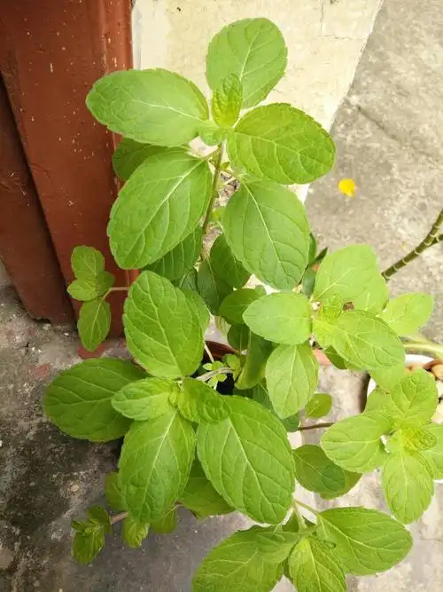 上网查了一下,因为有太多品种的薄荷都分不清了.