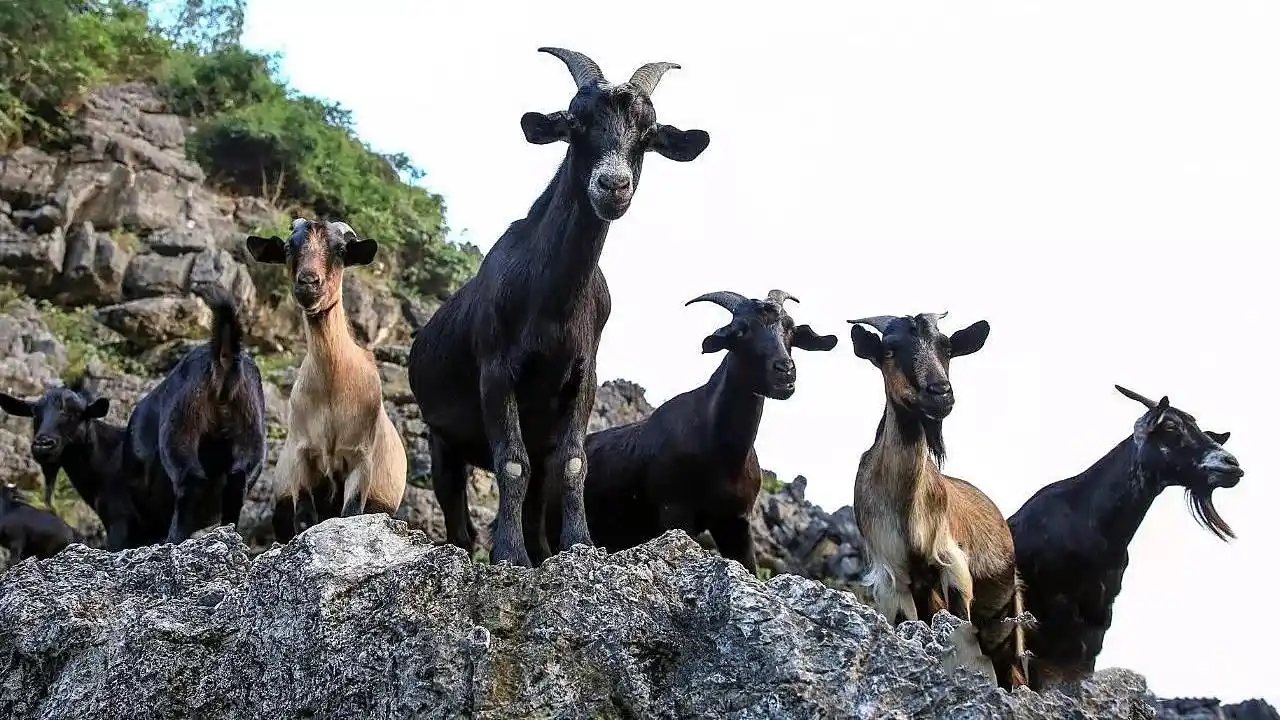 山羊- 热门商品专区