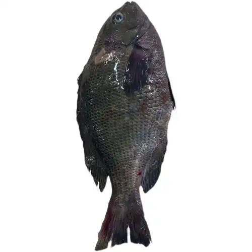 舟山海钓毛鱼斑鱾鱼菜毛鱼粗鳞黑毛瓜子鱲鱼海鱼其它