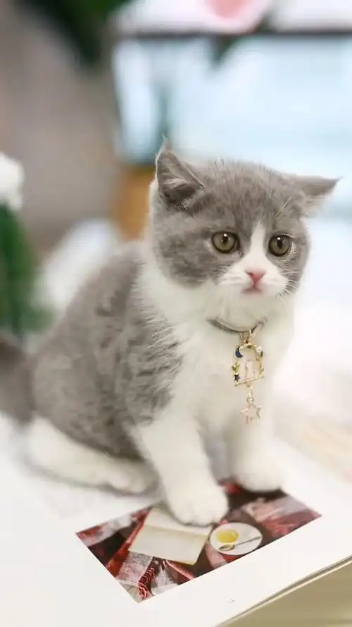 95 英短蓝白弟弟～ 正开脸,满背,五粉,四腿踏雪.