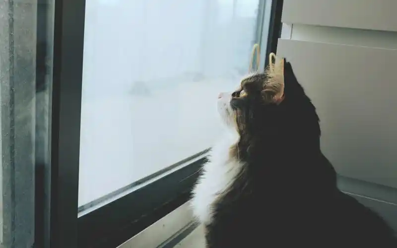 各种表情动物壁纸_逗比的汪星人和喵星人