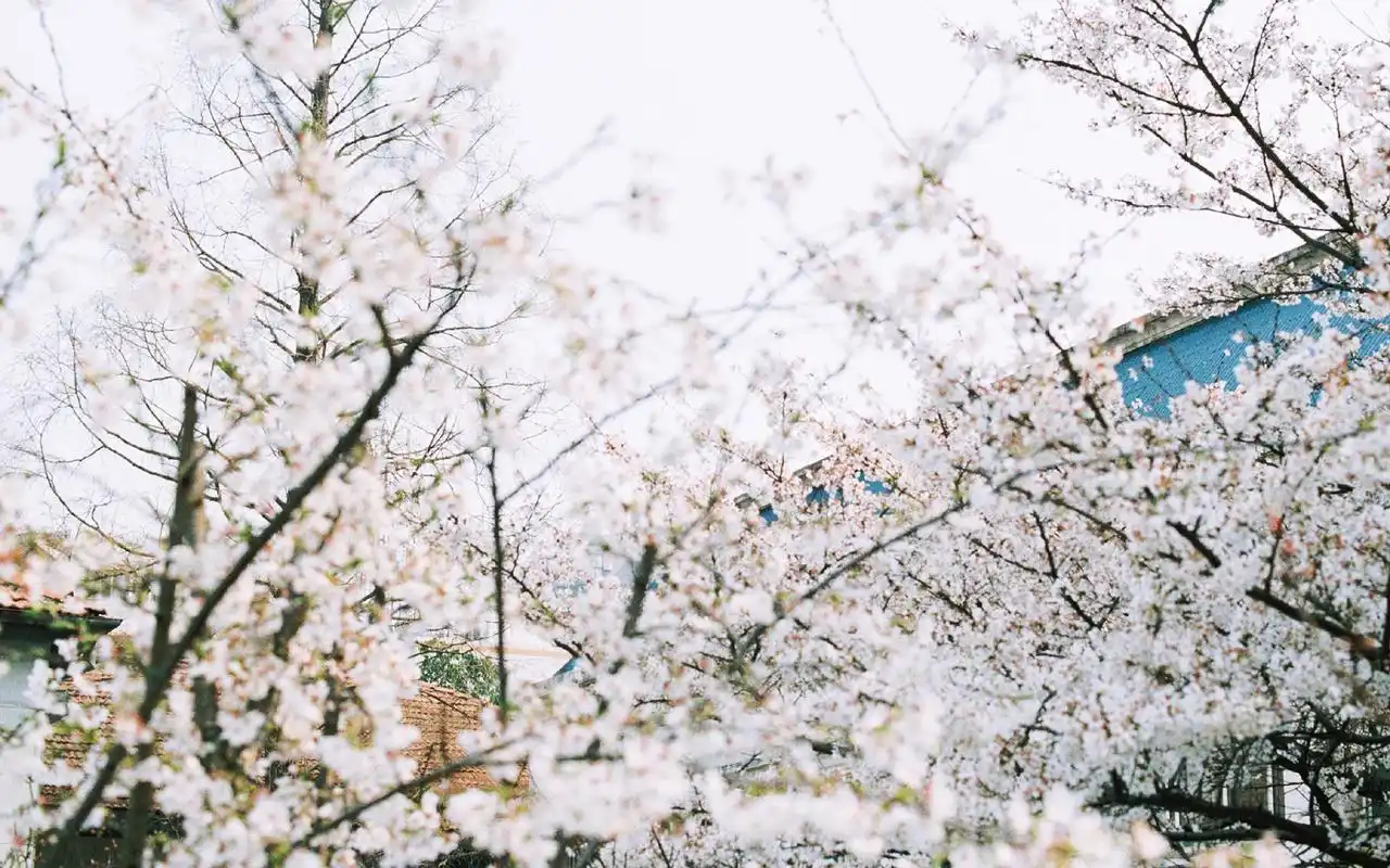 日系唯美小清新花朵风景桌面壁纸