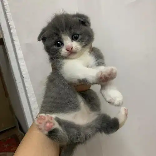 剩下一只拉,一个多月英短折耳蓝白找新主人了.