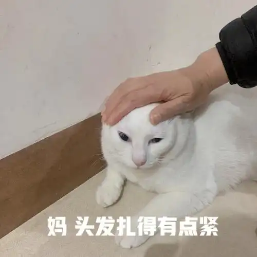 妈 头发扎得有点紧#小猫咪  #我家宠物好可爱