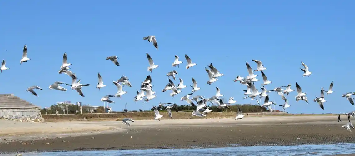 银滩海边的海鸥 - 美篇