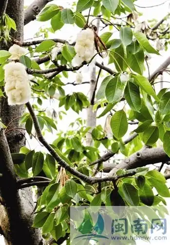 木棉花絮飘如雪