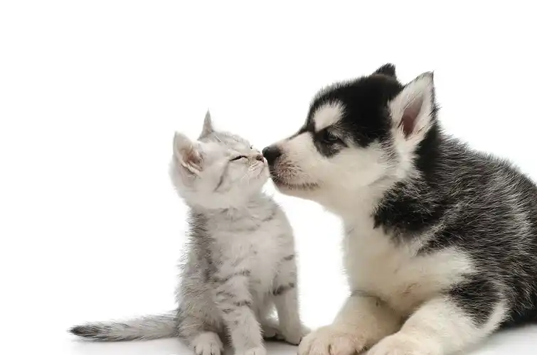 猫咪和狗狗一起生活也可以很融洽,毛茸茸的它们可是最治愈人心的