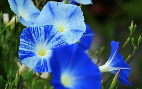 小清新蓝紫色牵牛花桌面壁纸图片下载