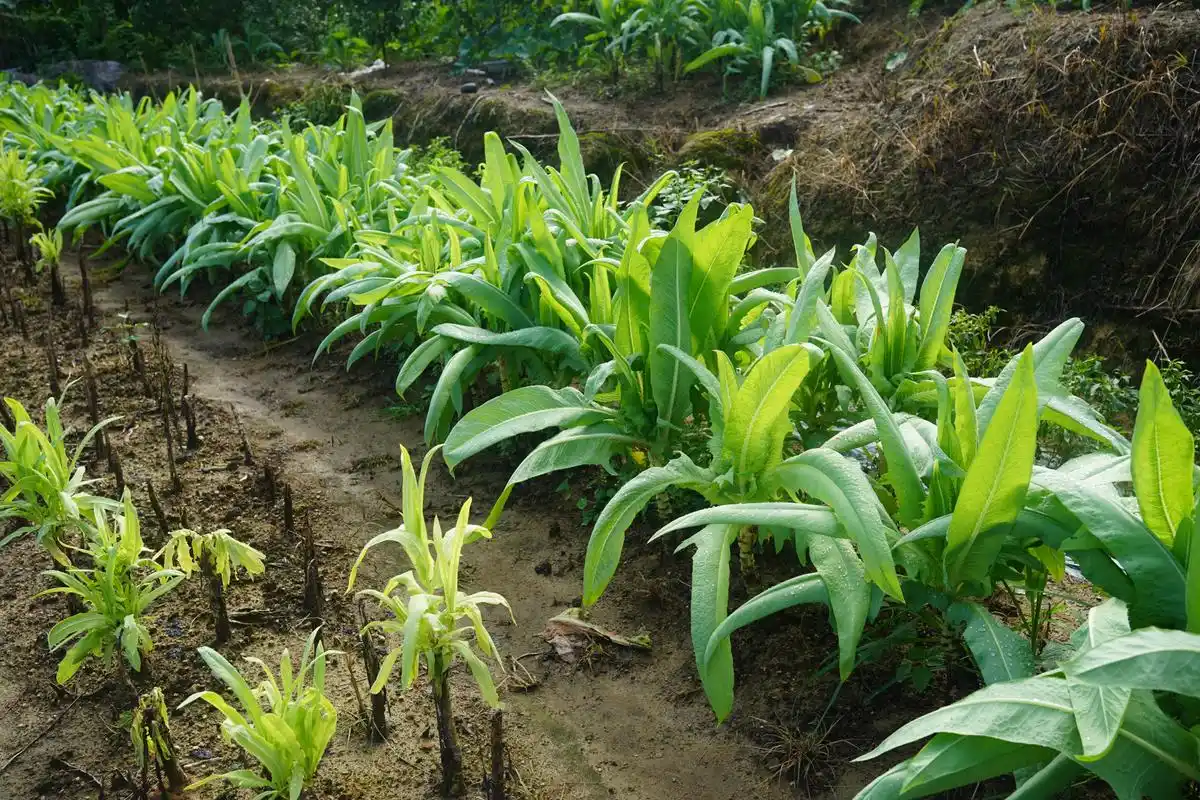 这些苦荬菜本来是自己种来吃的,但是吃不完,所以就拿来喂猪了.