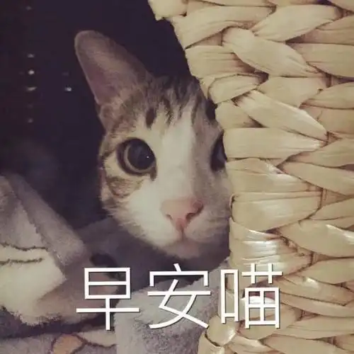 早安喵 - 一组猫咪表情包 吸猫_猫咪_喵星人表情