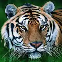 男生微信头像图片大全老虎头【点击鼠标右键下载】