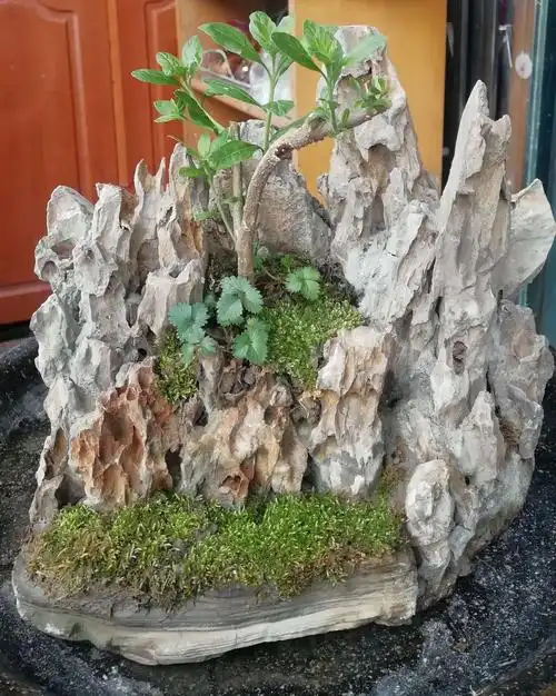 小花园假山盆景