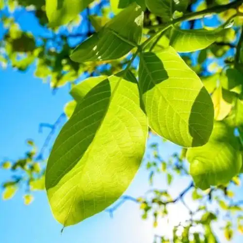 女人用了运气旺的头像图片大全 高清唯美女人好运吉祥微信头像顺风