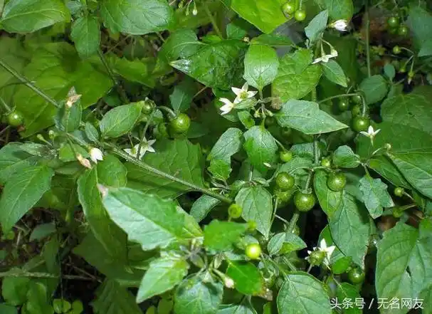 龙葵草治近视1000度,山里野生的草果,治疗"近视眼"有作用 第2张
