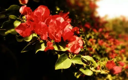 lomo风格唯美花草桌面壁纸