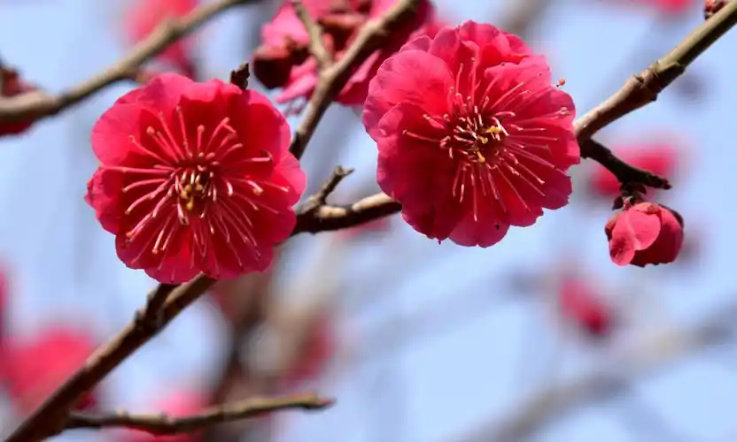 章丘美丽的朱砂梅