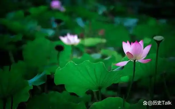 莲花的美丽不仅仅是视觉上的享受,更有着深刻的寓意.