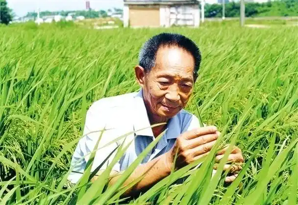 袁隆平. (资料照片)王精敏 摄