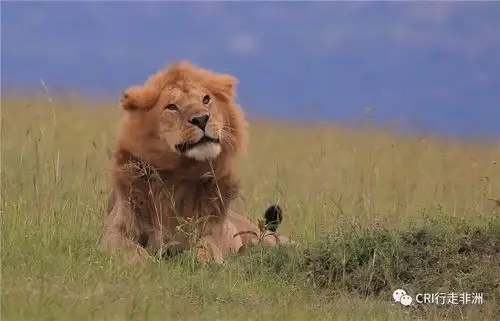 在人们的印象里,非洲有沙漠,草原,狮子,也有贫穷,疾病,是炎炎烈日下的
