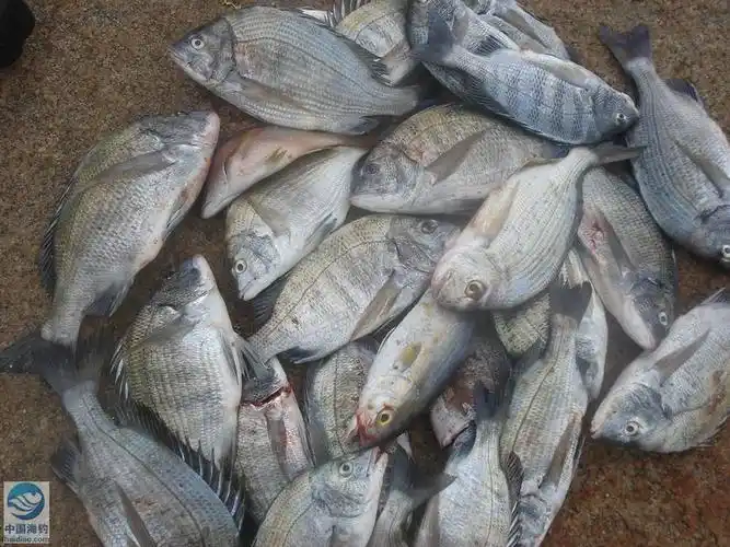 sparus macrocephalus