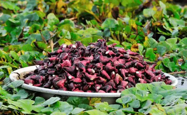 菱角是什么东西?