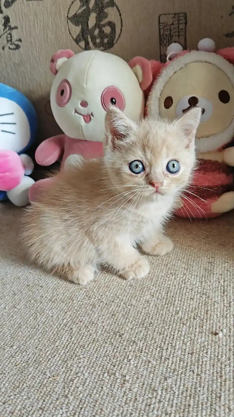 英短纯乳色弟弟.英短纯乳色弟弟90680 包子脸萌萌哒,活泼 - 抖音