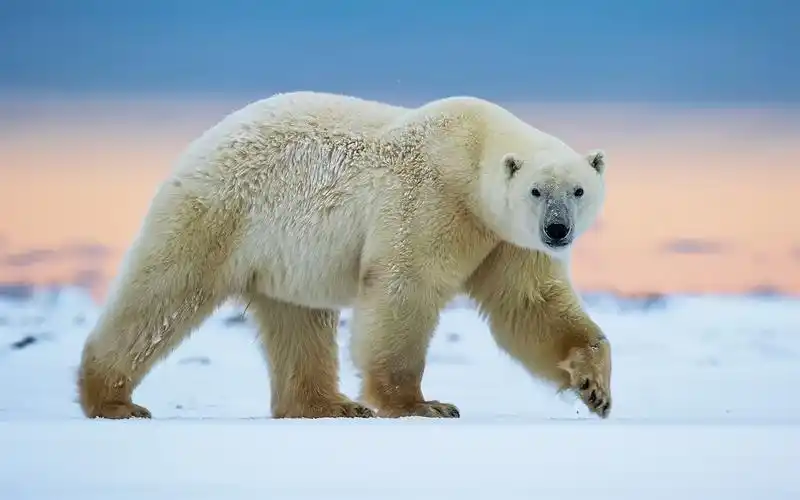 壁纸 北极熊走,雪