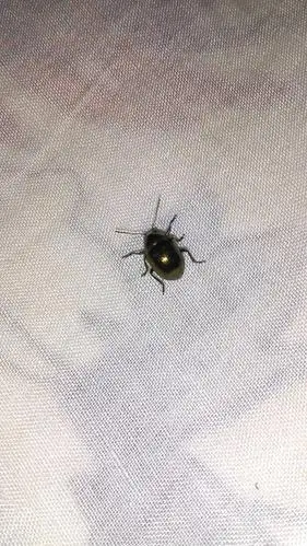 这是什么虫,纯金色的,在三叶草堆发现的,不会飞,它吃什么?求大神