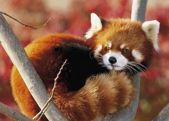 世界上最可爱的动物都有哪些