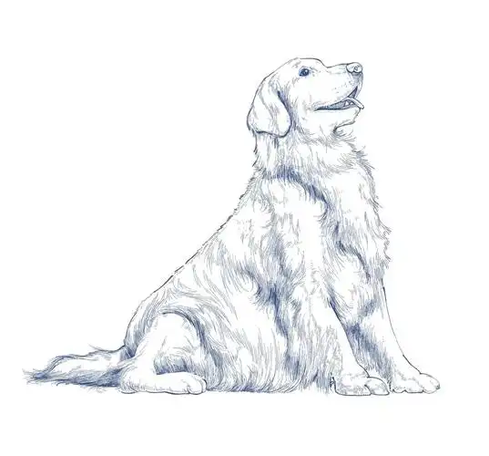 忍不住画了大金毛#金毛  #插画  #插画分享  #插画学习  #画画的日常