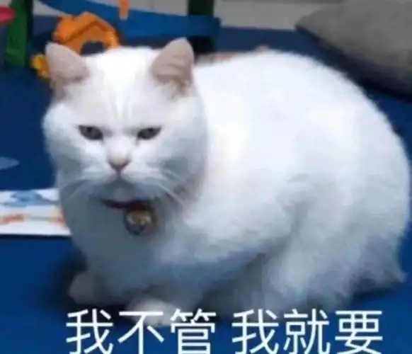 我不管我就要猫咪表情包不管猫咪表情